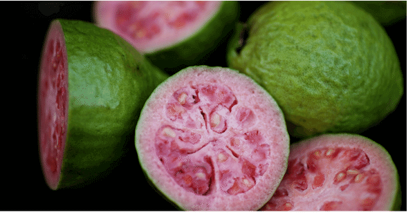 guava tree fruit