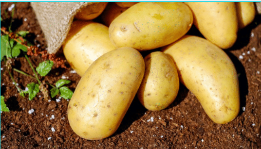 potato-nutrition