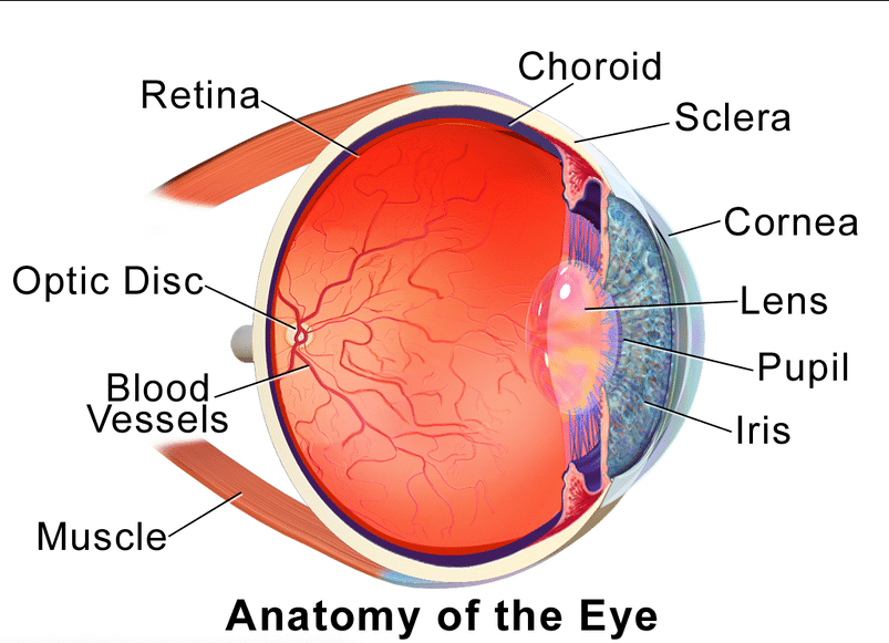 human-eyes-anatomy