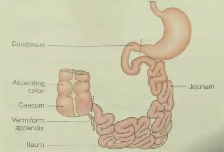 small intestine design