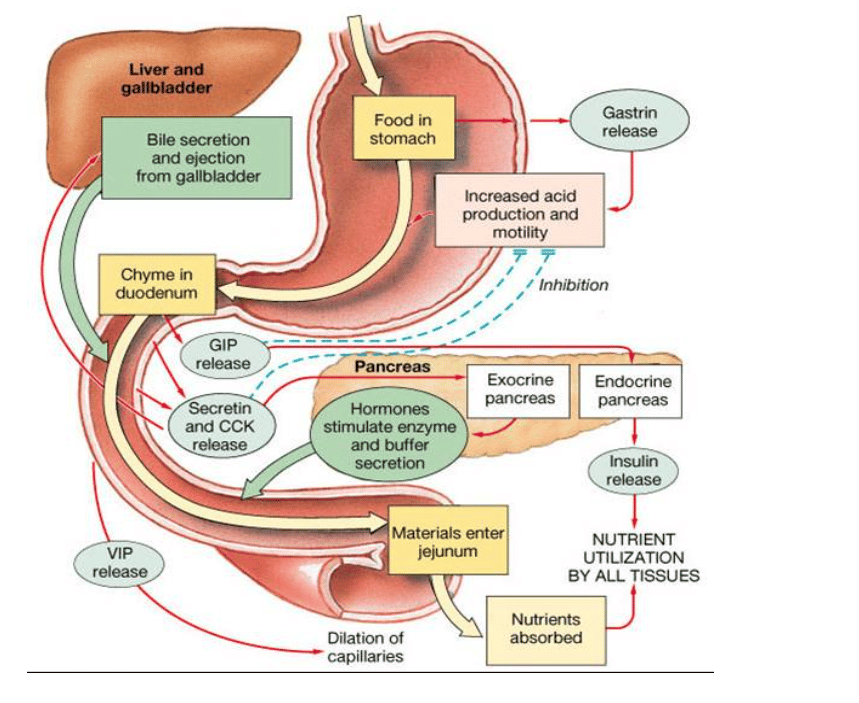small intestine digestion design
